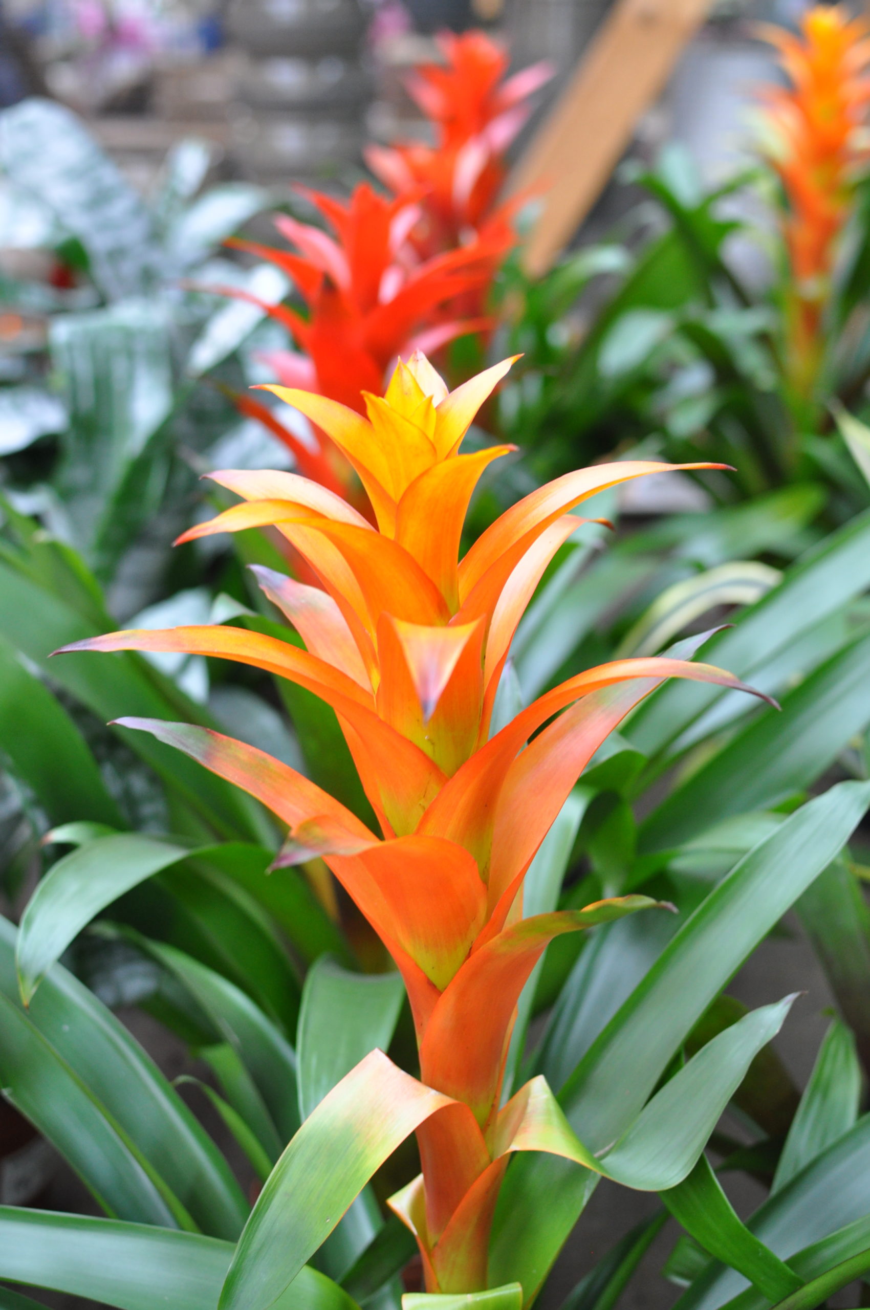 bromelia