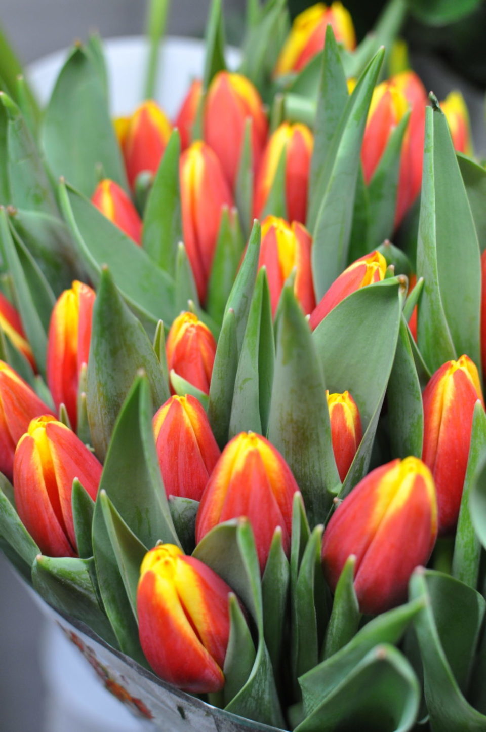 tulipani teoria colori piante e fiori