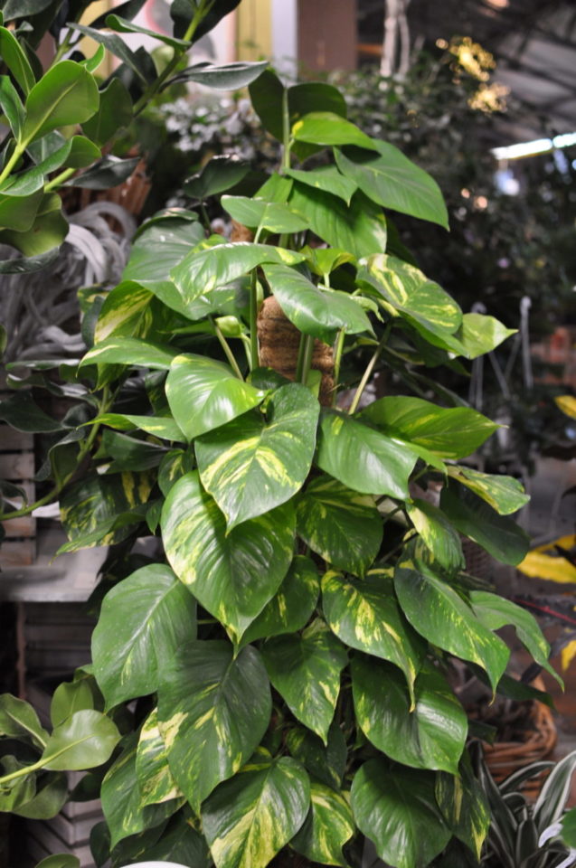 pothos vivaio volta