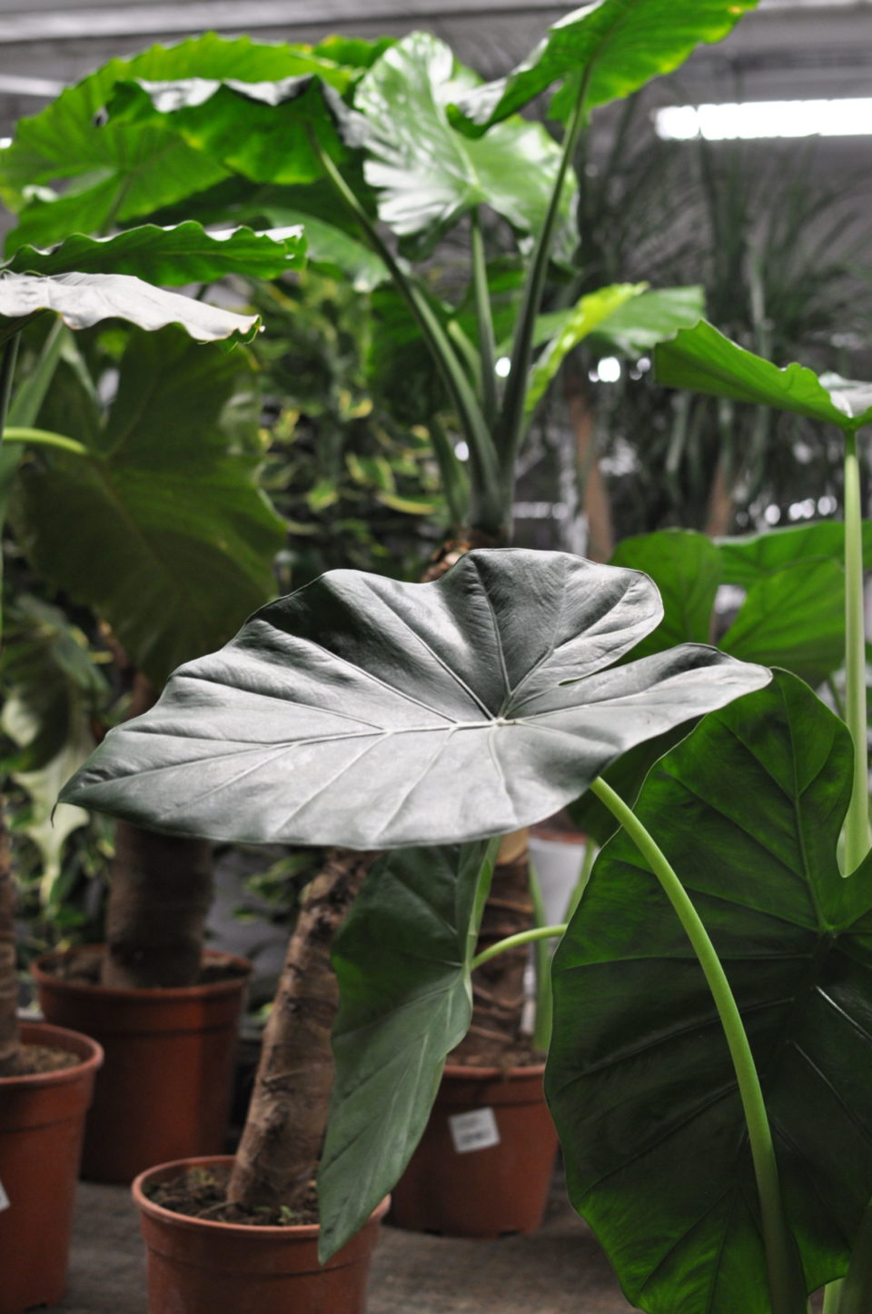 alocasia