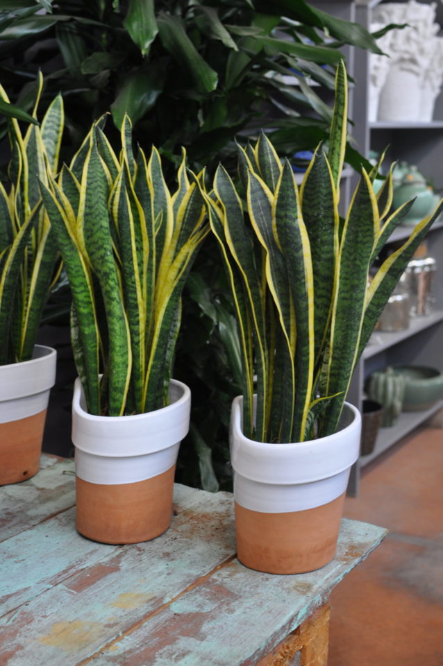 sansevieria