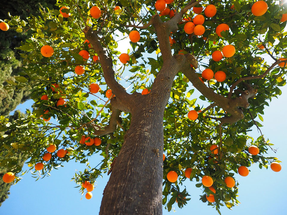 albero frutta brescia