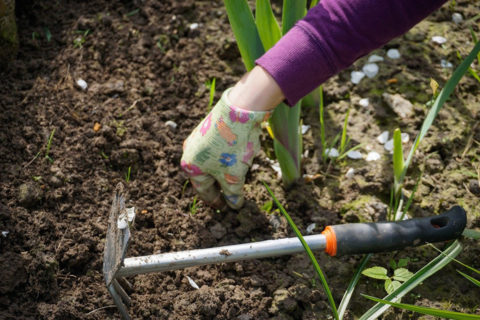 come piantare in giardino o in vaso