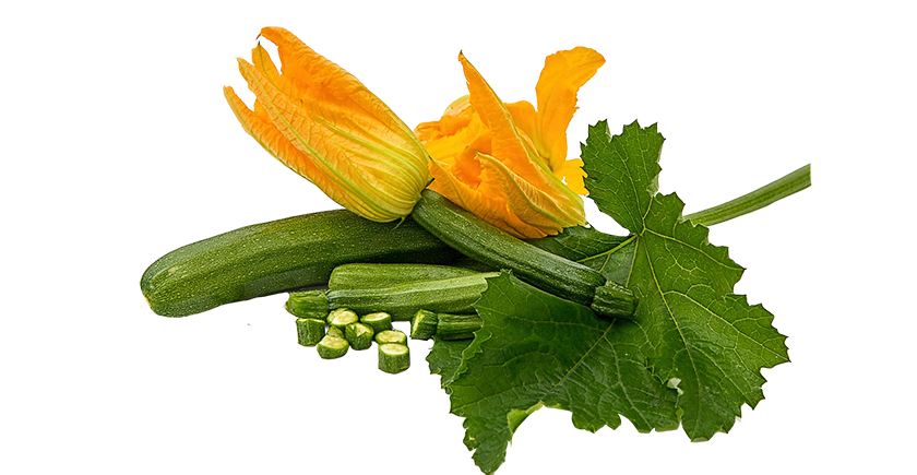 fiore di zucca