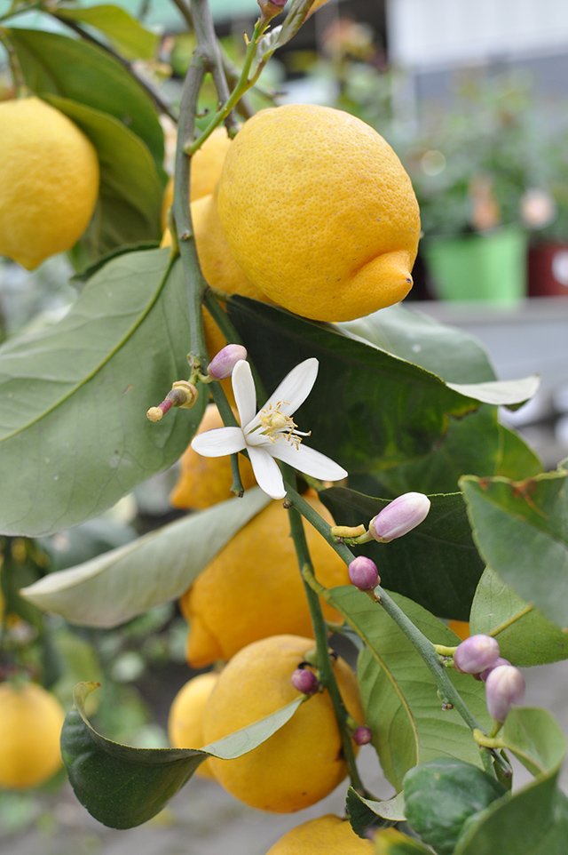 agrumi e piante da frutto vivaio volta