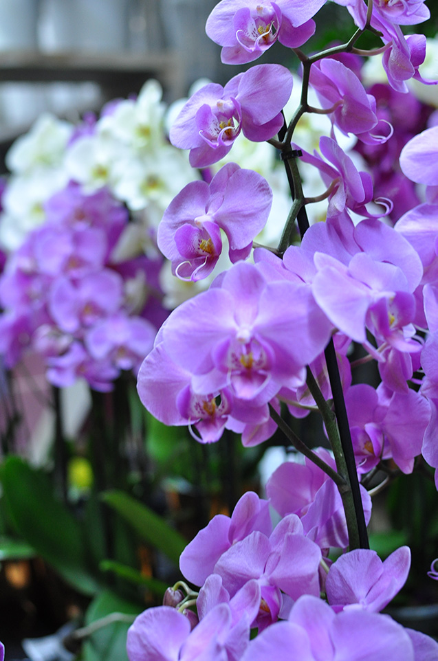 orchidee epifite