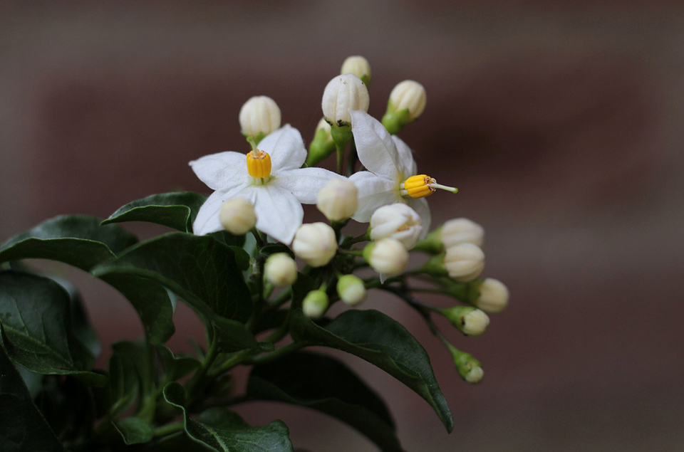 solanum piante stagionali primavera