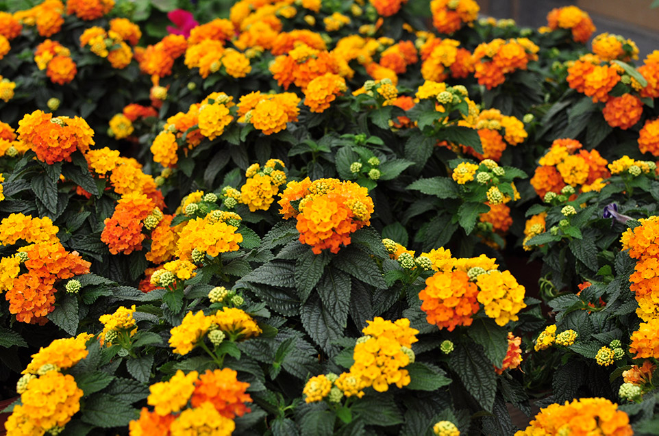 stagionali teoria dei colori piante e fiori