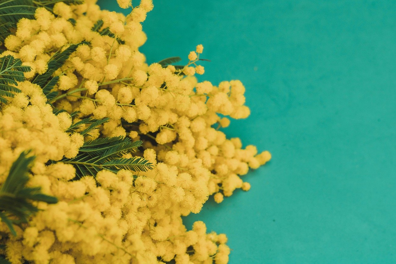 festa della donna brescia mimose